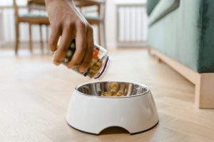dog food for senior dogs featured image